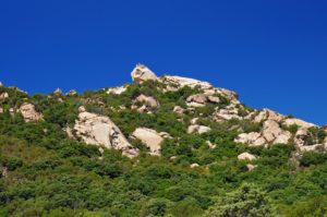 Lion de Roccapina immersed in dense maquis.