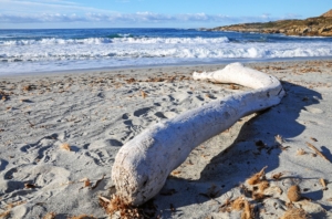 White driftwood log on the shore of the Ostriconi beach in Corsica.