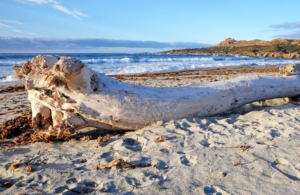 Driftwood washed onto a shore of the Ostriconi beach in Corsica.
