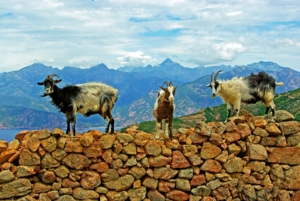 Striking mountain tops of Corsica's west coast.