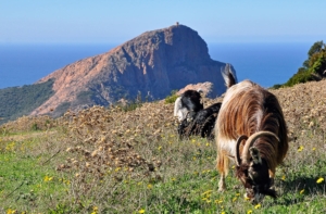 The summit of Capu Rossu dominating spectacular Corsican landscapes with Corsican goat grazing by the path.