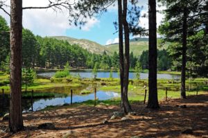 Serene gressy banks of the Creno Lake surrounded by Laricio pine trees.