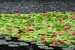 Beautiful water lilies dotting calm waters of the Creno Lake..