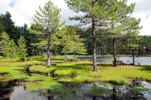 Calm waters of the Creno Lake surrounded by Laricio pine forests located on the west coast of Corsica.