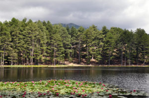 Beautiful water lilies dotting calm waters of the Creno Lake surrounded by Laricio pine trees.
