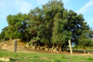 A millennium-old olive tree guarded by the mysterious statue-menhirs.