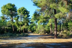 Fragrant maritime pine forest borders white sands of the Pinia Beach.