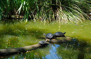 Ponds, streams and wetlands provide essential habitat to numerous species.