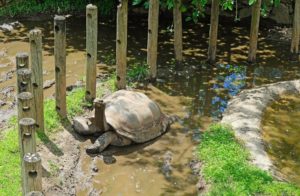The sanctuary boasts over 3000 animals from around the world.