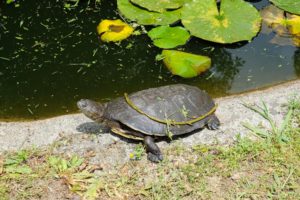 Park facilities provide a rare glimpse into the way of life and habits of turtles and tortoises.