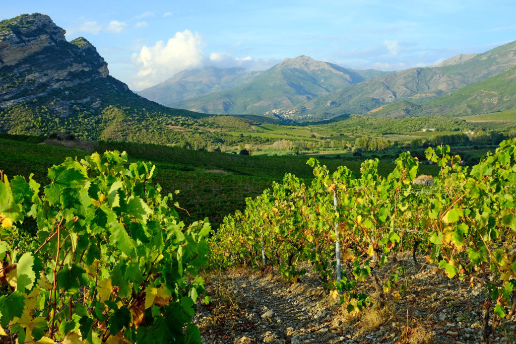 Glorious vineyards of Patrimonio.