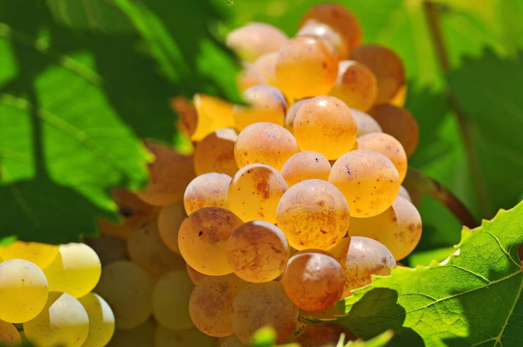 Juicy Vermentino grapes soaking up the sun before the harvest.