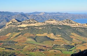 AOP Patrimonio covers over 400 hectares of vines divided into numerous small properties.