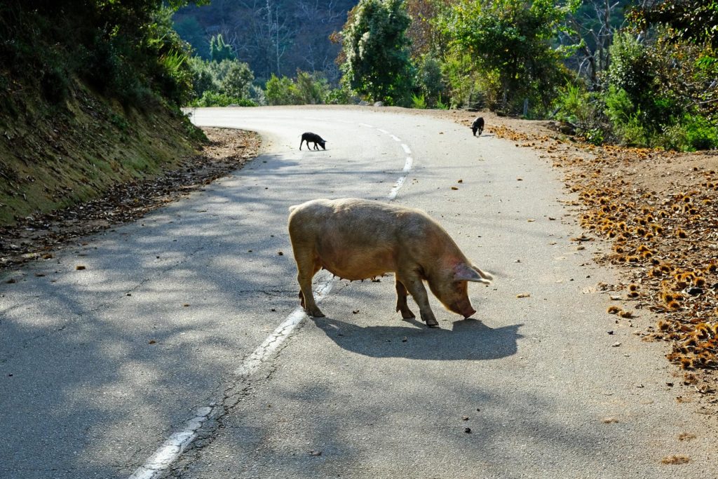 A close encounter with porcu nustrale is guaranteed when travelling across the island’s interior