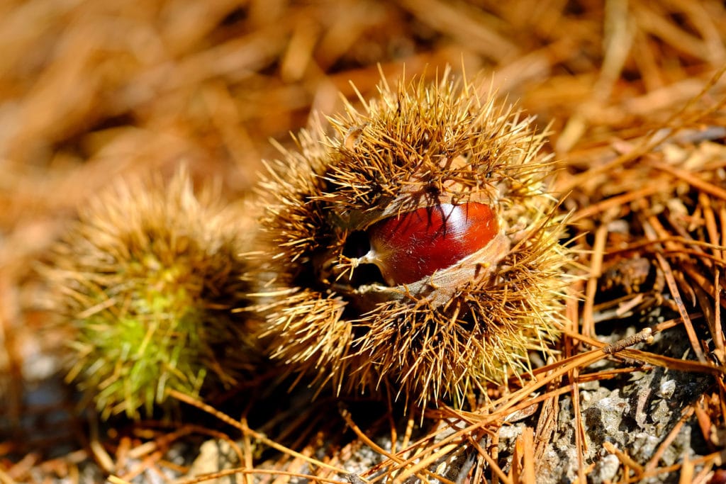 For centuries cultivated on the island, the Corsican chestnut is widely used in a number of local dishes.