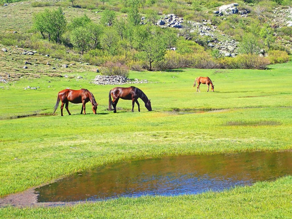 Corsican wild horses graze peacefully in grassy pastures of the Nino Lake.