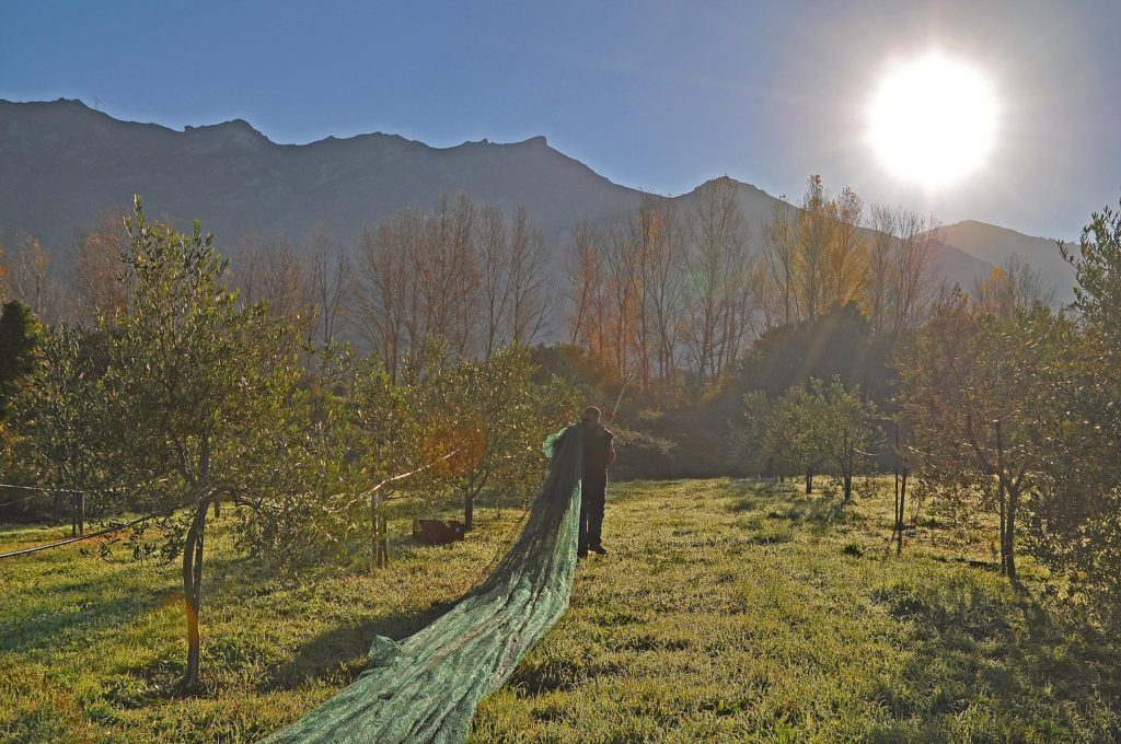 Misty morning hours mark the beginning of the harvest season in a young Corsican olive orchard in the Nebbio.