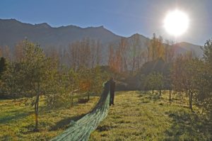 Misty morning hours mark the beginning of the harvest season in a young Corsican olive orchard in the Nebbio.