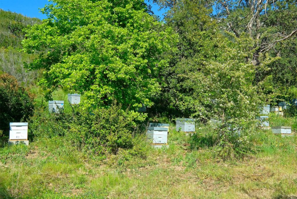 Beehives of Domaine Petricajola overlook the scenic Nebbio Valley in northern Corsica