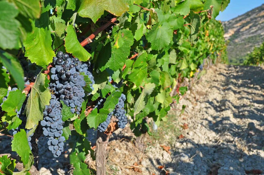 The majority of the Patrimonio vineyards are cultivated under organic agriculture principles.