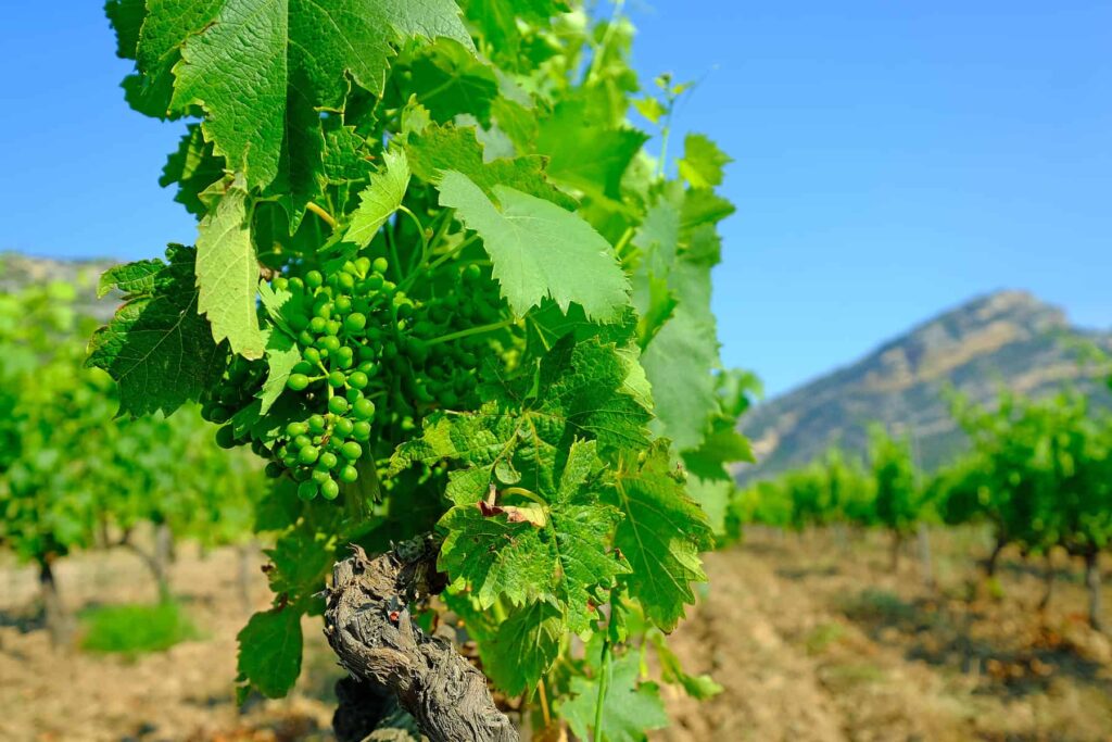 Patrimonio benefits from daily temperature amplitudes and coastal winds thus reducing the impact of heat on grapes.
