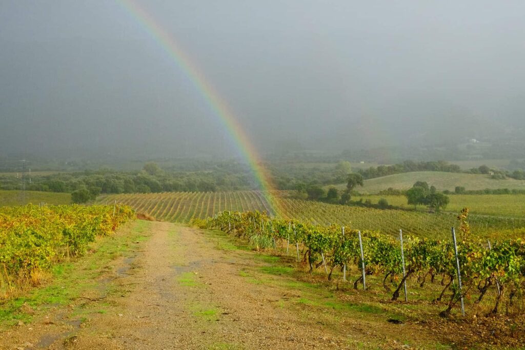 Scenic walks or bike rides in the Patrimonio vineyards are exciting, family-friendly activities.