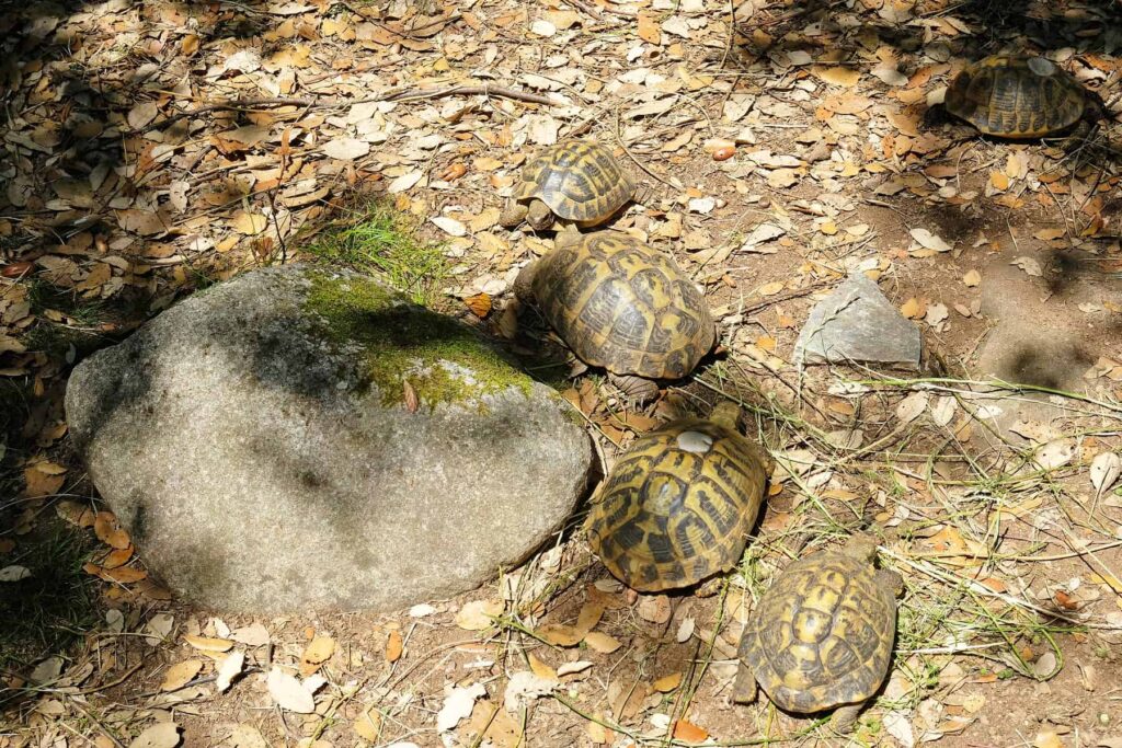 Molrifao in the Valley of Asco is home to an esteemed turtle sanctuary.