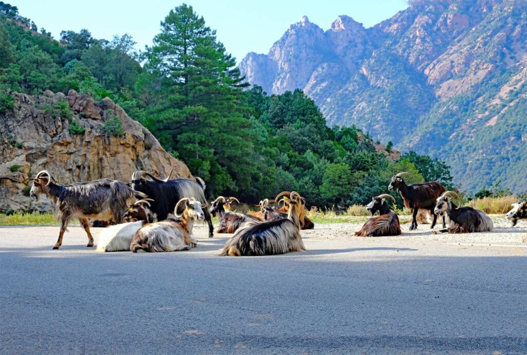 On the breathtaking drive from Porto to Evisa, expect to see hardy Corsican goats freely roaming the wild landscape.