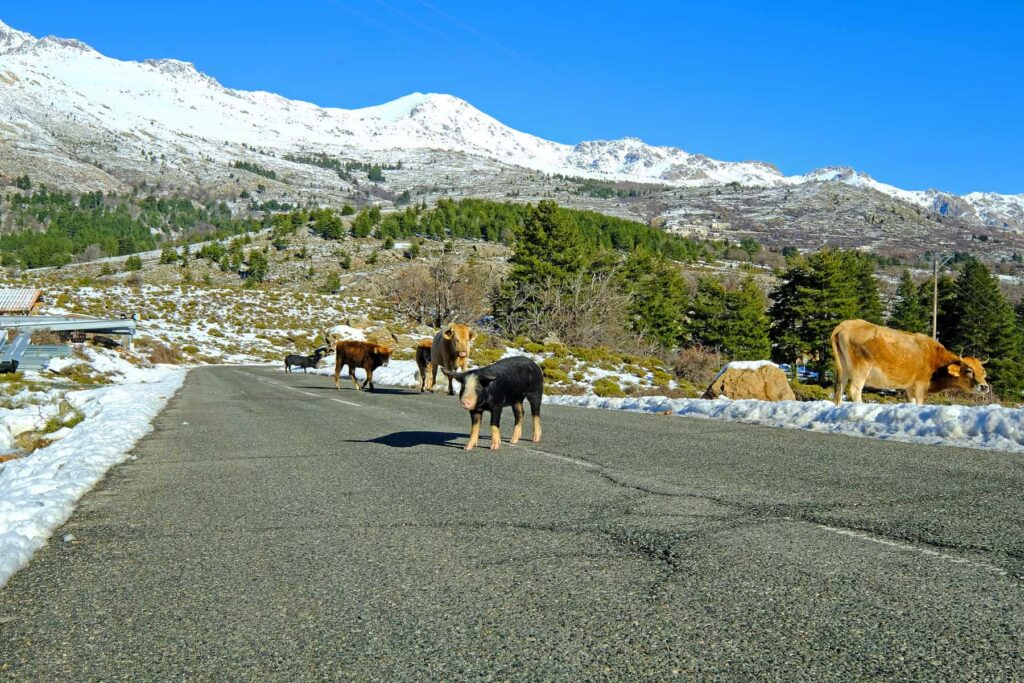 Snow‑covered roads and roaming livestock are part of winter driving in Corsica’s mountains.