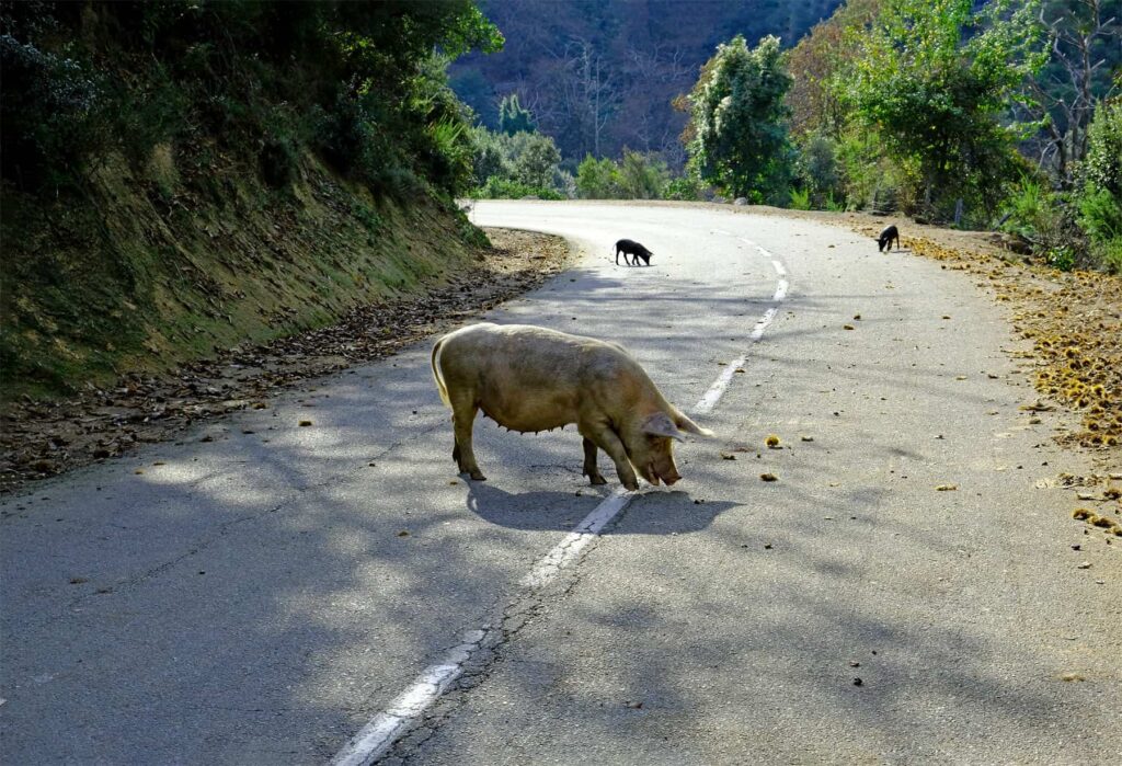 Corsica’s roads are shared with many users, even free‑roaming pigs, so stay alert.