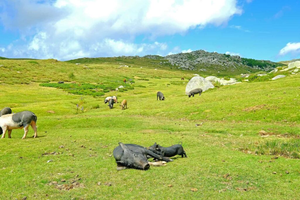 A hidden gem of the Corsican interior, Plateau de Coscione is heaven for thriving wildlife.
