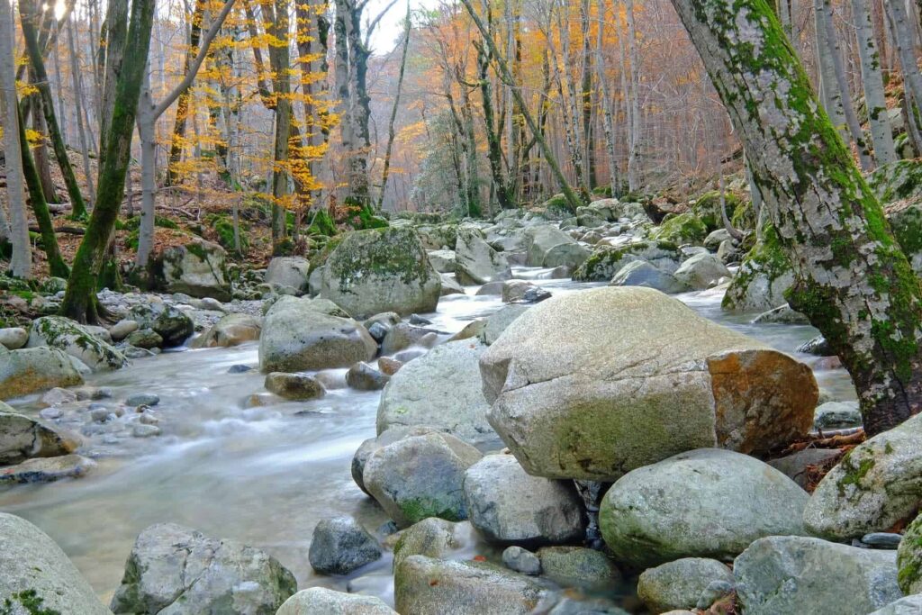 Walking through Vizzavona’s pine and beech woods, you’re embraced by nature’s calm, amidst Corsica's mountain peaks.