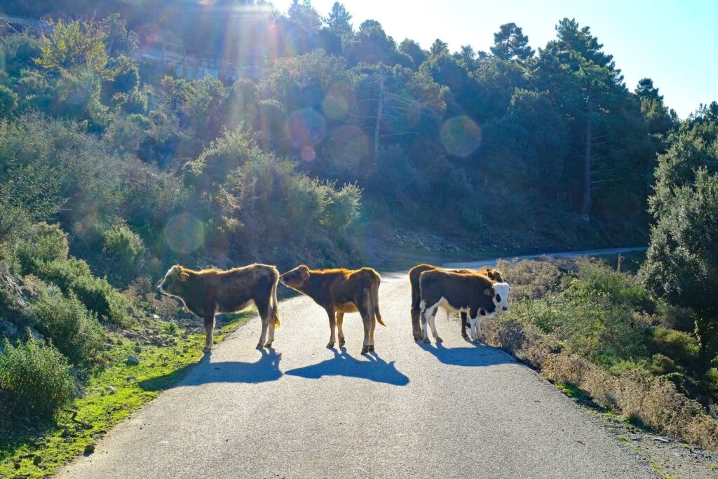 Animals on the road, both day and night, are a common hazard in Corsica.