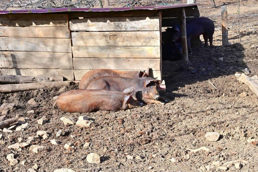 You will share the Aitone trail with the locals- curious Corsican pigs.
