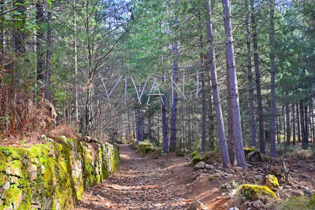 The Aitone trail is lined with Corsican giants- the majestic Laricio pine trees.