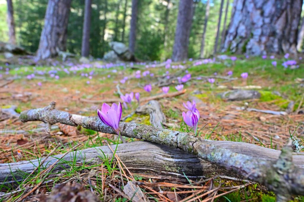 Visit the Aitone forest in spring to enjoy a display of colourful wildflowers.