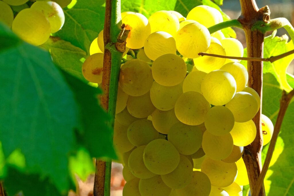 Vermentinu is the flagship grape variety for white wine cultivated in the Corsican vineyards.
