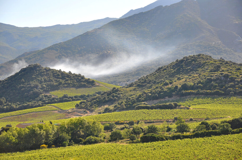 Patrimonio Cru de Corse is Corsica's oldest appellation, dating back to 1968, with a reputation reaching the Middle Ages.