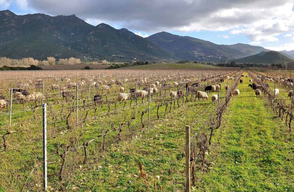 Corsicans live in true harmony with their beloved land, taking good care of both flora and fauna.