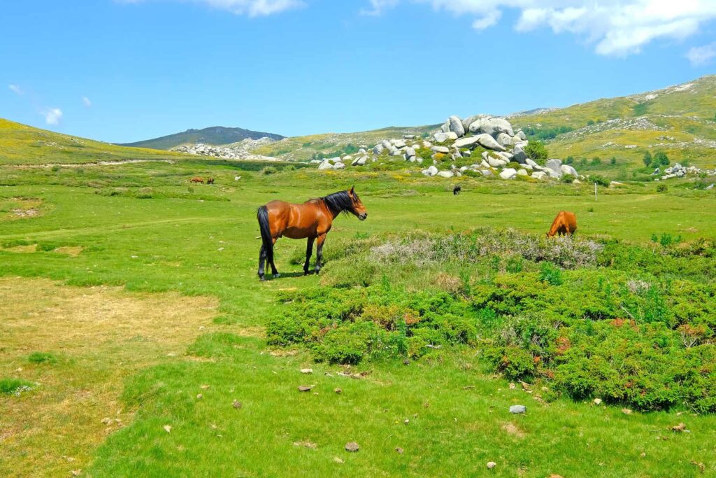 Corsicans love animals, allowing them to enjoy unprecedented freedom, here, on the Plateau de Coscione.