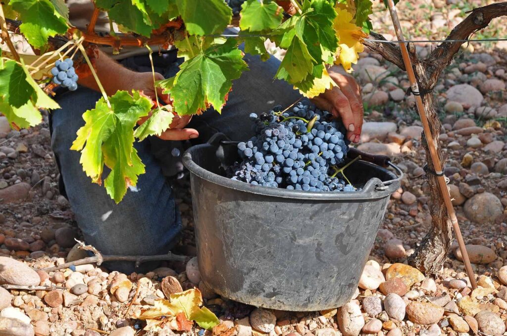 Due to scarce resources and typical insularity challenges, Corsicans exercise resilience and industriousness.