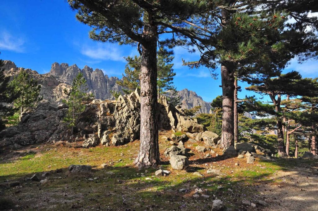 Corsicans feel most comfortable in the familiar environment of their beautiful island.