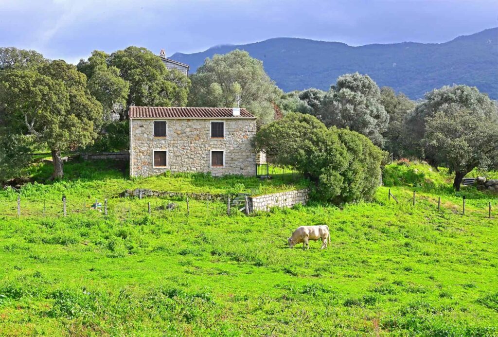 The classic Taravo Valley landscape- green rolling hills, grazing cows, olive trees, and handsome stone buildings.