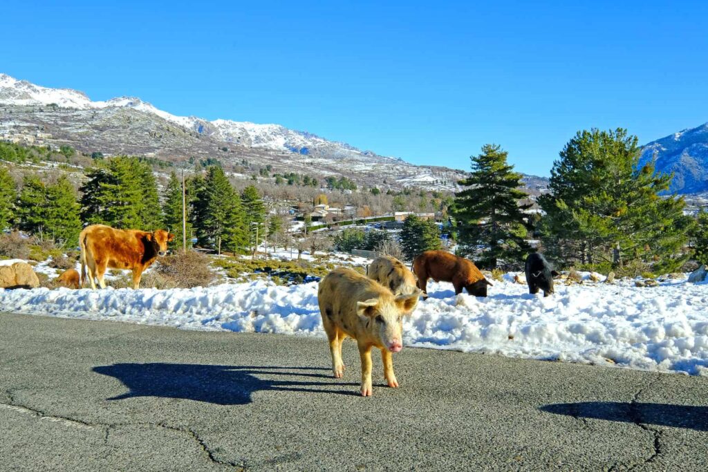 The pastoral Niolu region in central Corsica serves as an ideal base for exploring the island's untamed corners.