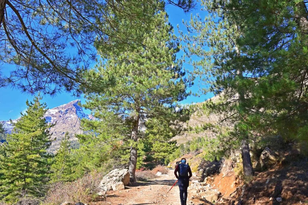 In the trail's initial section, you may encounter cows feeding on the greenery.