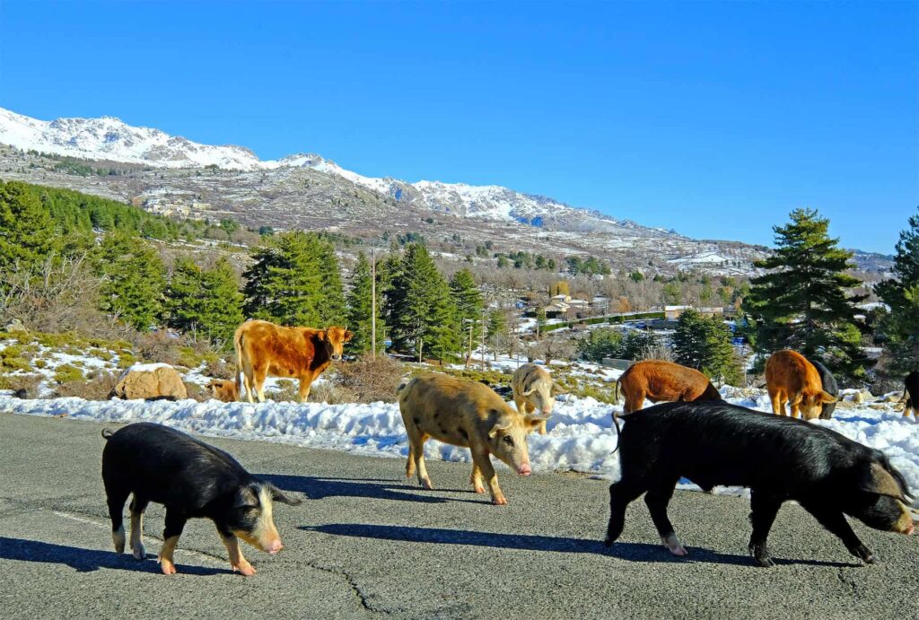 Corsican cows are adapted to the island’s rugged environment.