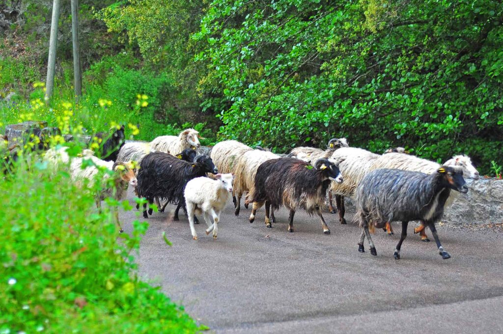 Free-roaming livestock is part of Corsica’s rural landscape.