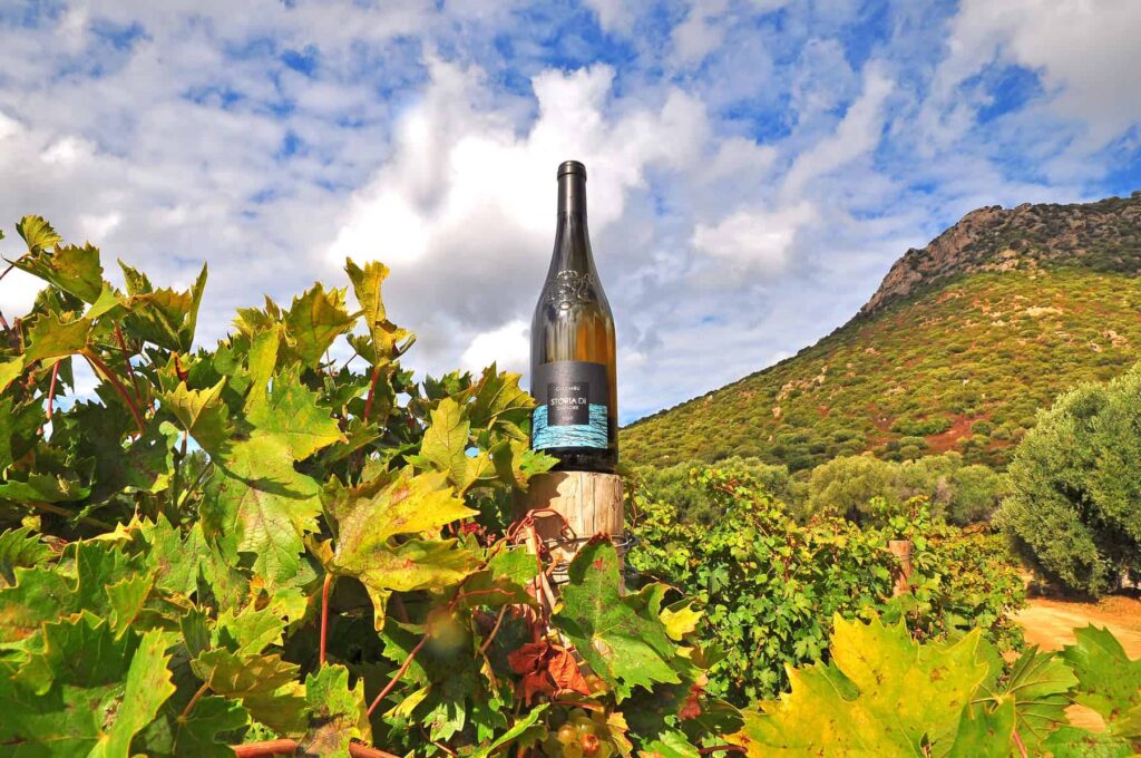 Wine tasting among the vineyards of Balagne is one of the best ways to experience Corsica’s local flavours.
