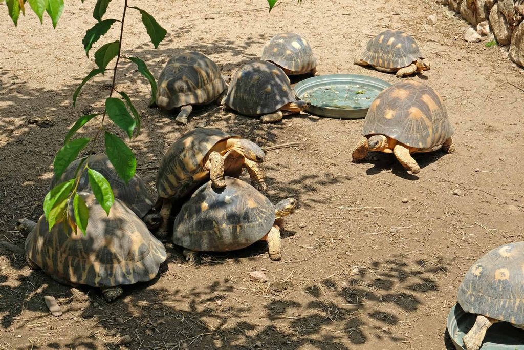 A Cupulatta, home to 2000 turtles and tortoises, is one of Corsica's best family-friendly attractions.